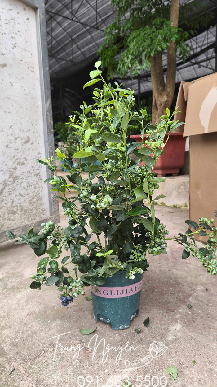 Cây Việt Quất