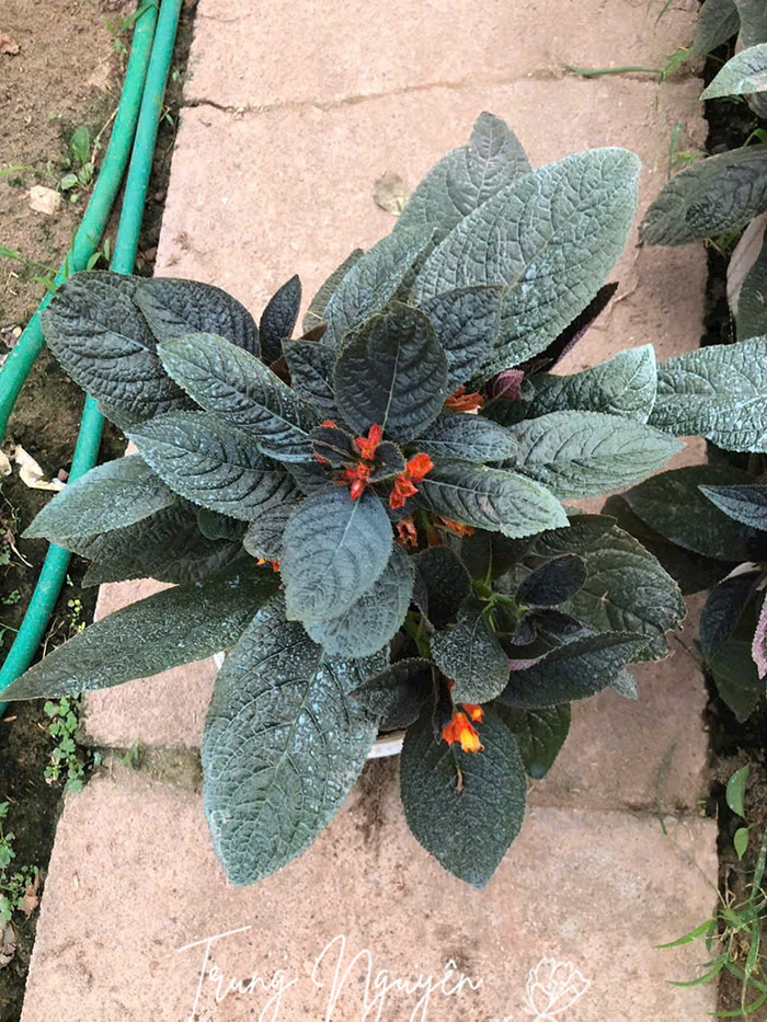 Cây Cẩm Nhung