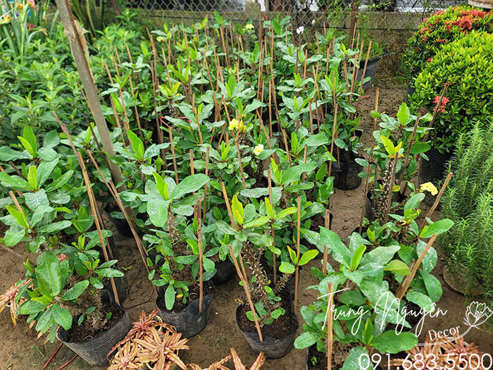 Cây Xương Rồng Bát Tiên