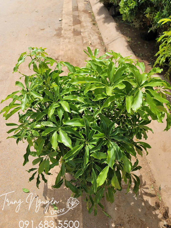 Cây Ngũ Gia Bì
