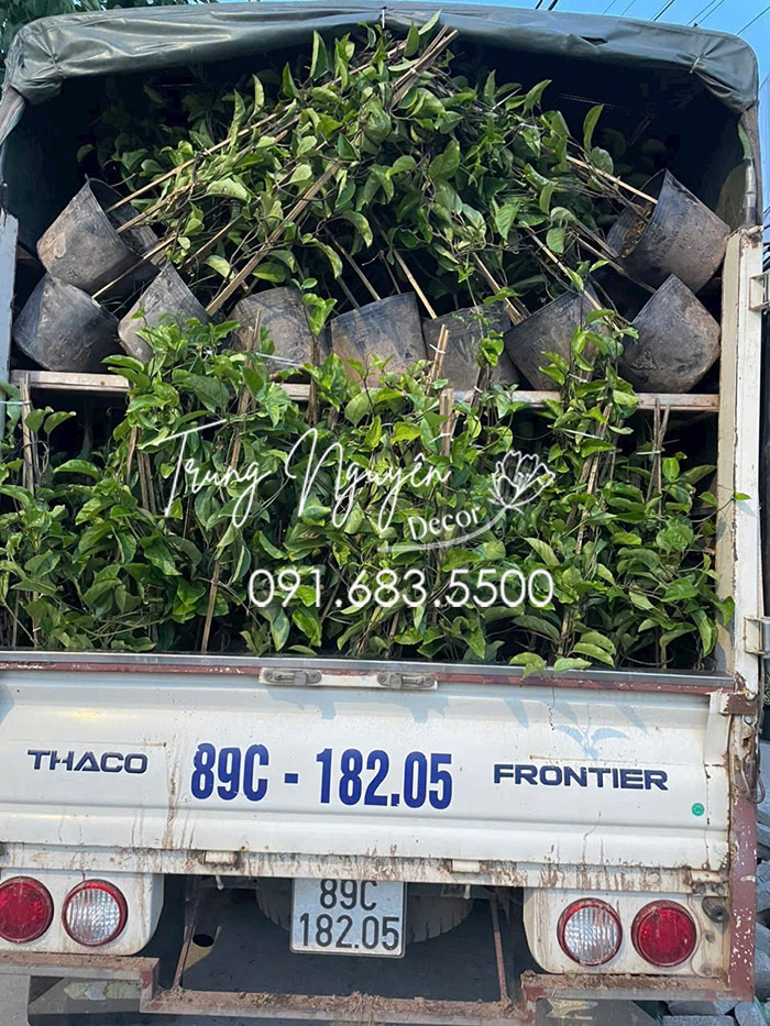 Cây Chanh Leo Vàng Ngọt