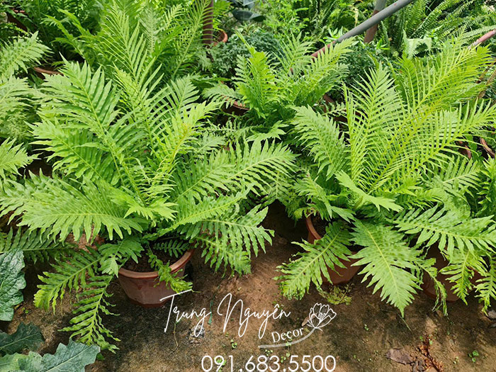 Cây Dương Xỉ Khổng Tước