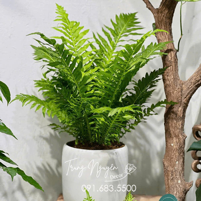 Cây Dương Xỉ Khổng Tước