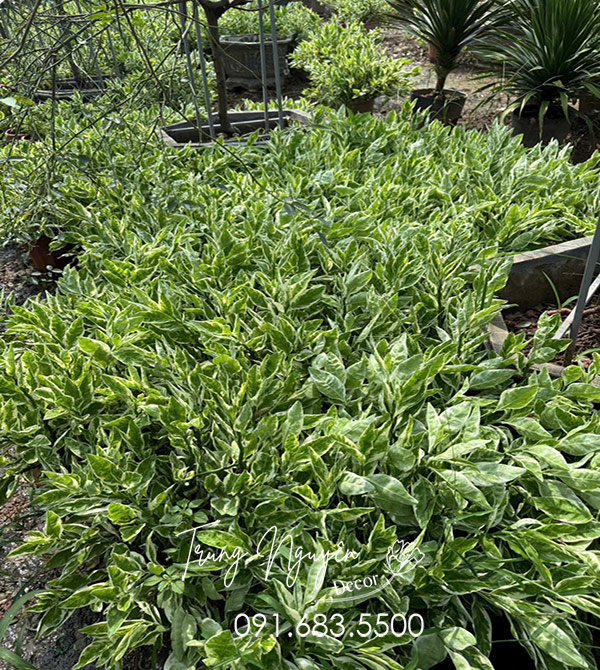Cây Hồng Tước San Hô
