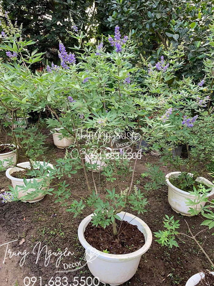 Cây Lavender Thân Gỗ