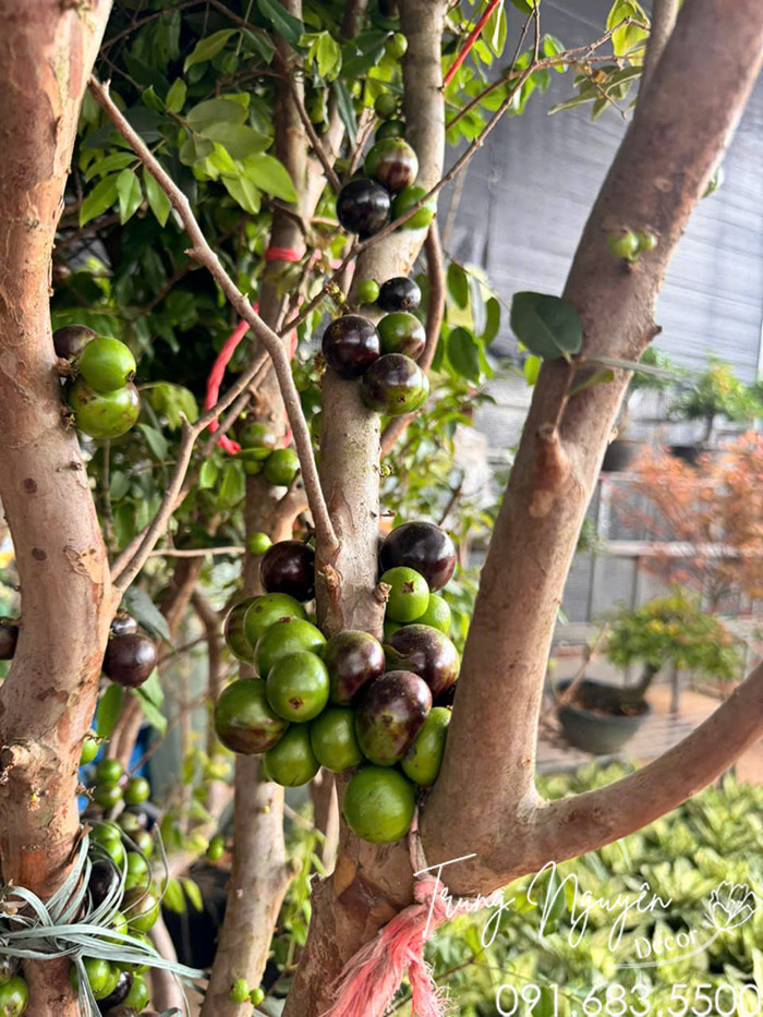 Cây Nho Thân Gỗ
