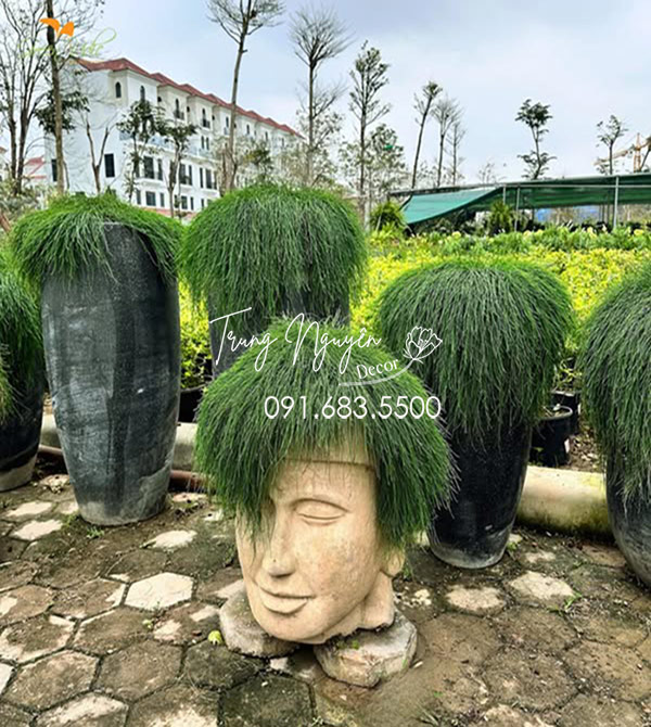 Cây Phi Lao Úc