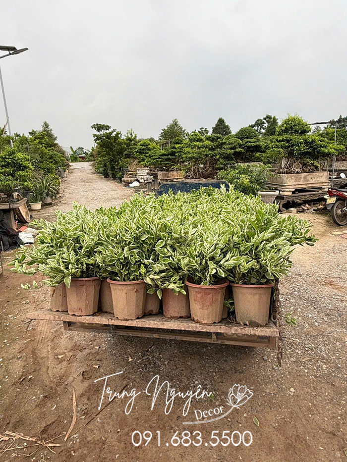 Cây Hồng Tước San Hô