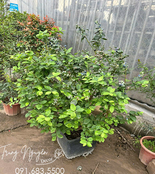Cây Việt Quất