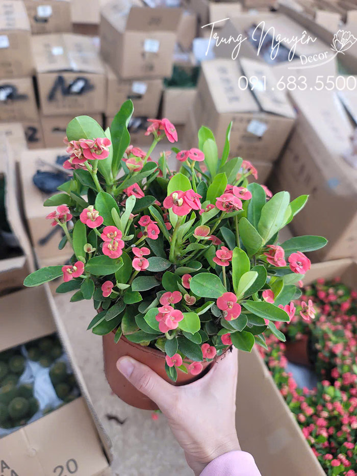 Cây Xương Rồng Bát Tiên