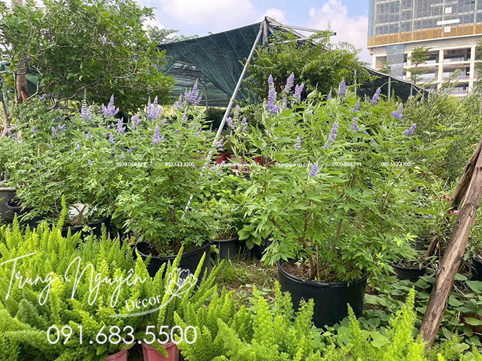 Cây Lavender Thân Gỗ