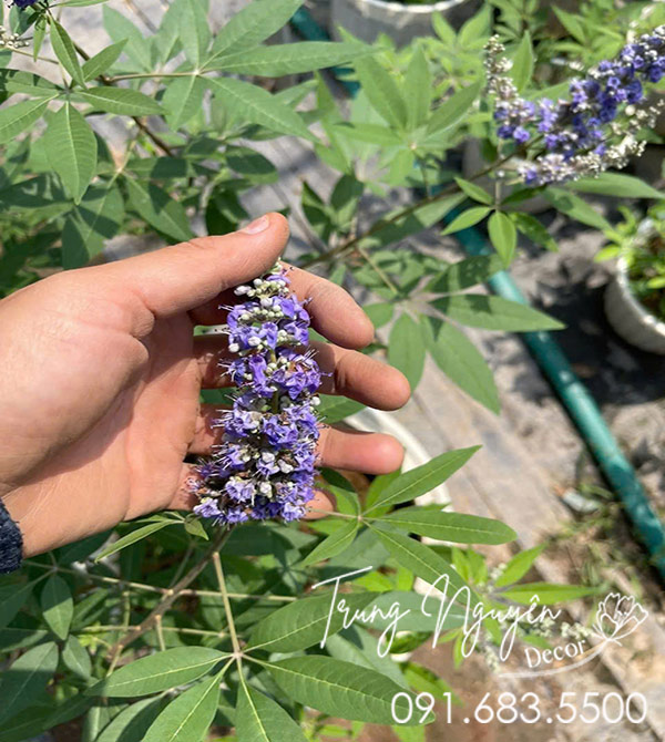 Cây Lavender Thân Gỗ