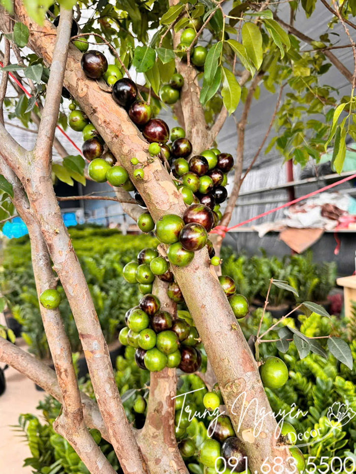Cây Nho Thân Gỗ