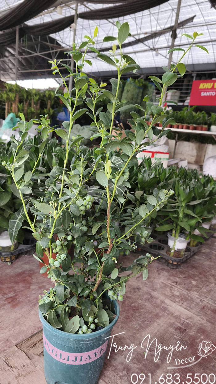 Cây Việt Quất