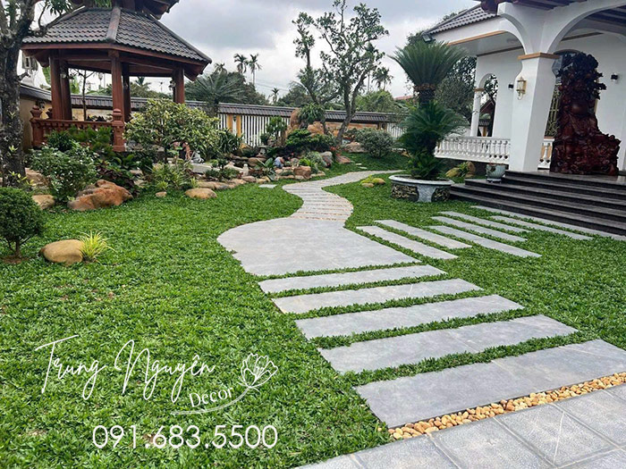Cây Cỏ Gừng Thái Lan - Cẩm Thạch