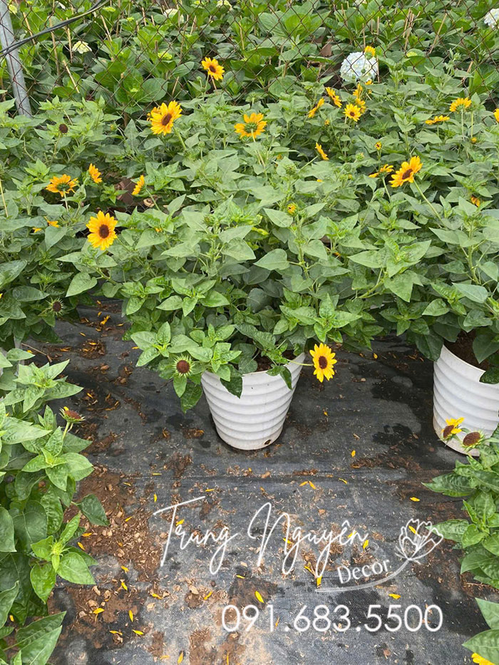 Cây Hoa Hướng Dương 4 Mùa