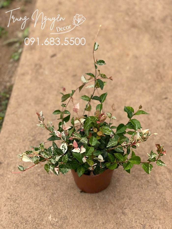 Cây Thằn Lăn - Vẩy Ốc Cẩm Thạch