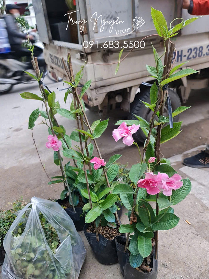 Cây Hoa Hồng Anh Leo
