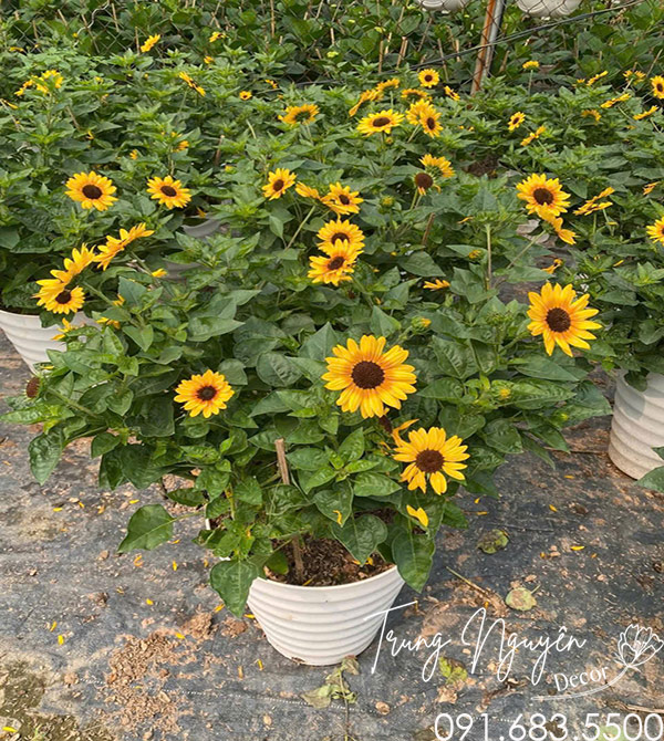 Cây Hoa Hướng Dương 4 Mùa