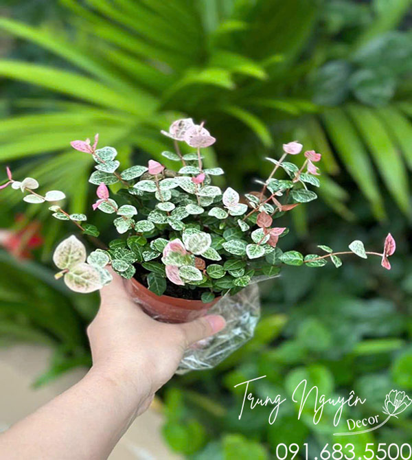 Cây Thằn Lăn - Vẩy Ốc Cẩm Thạch