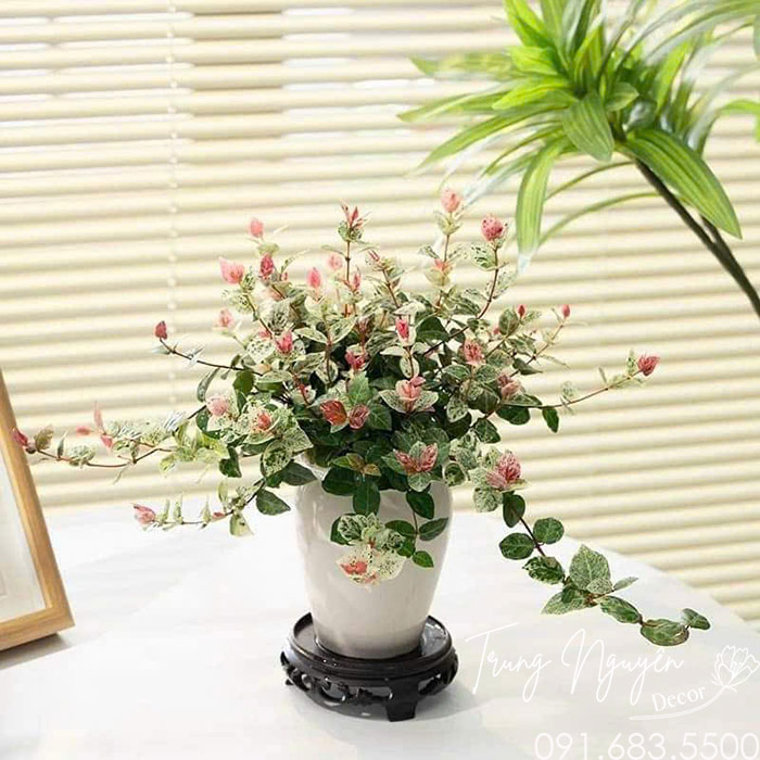 Cây Thằn Lăn - Vẩy Ốc Cẩm Thạch