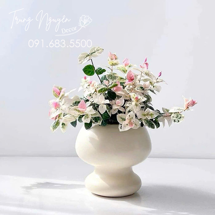 Cây Thằn Lăn - Vẩy Ốc Cẩm Thạch