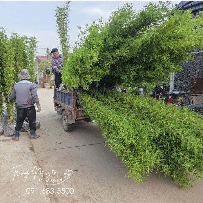Cây trúc quân tử