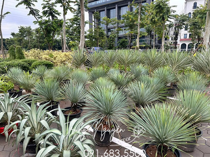 Cây Dứa Yucca