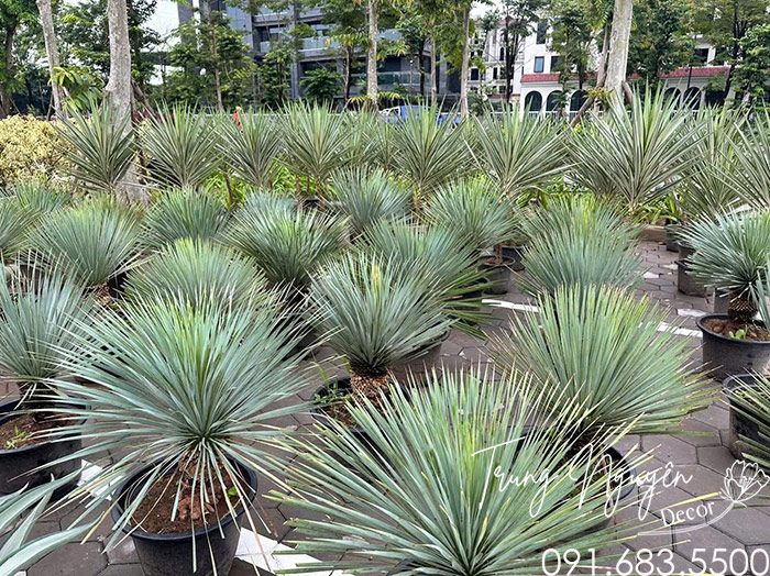 Cây Dứa Yucca