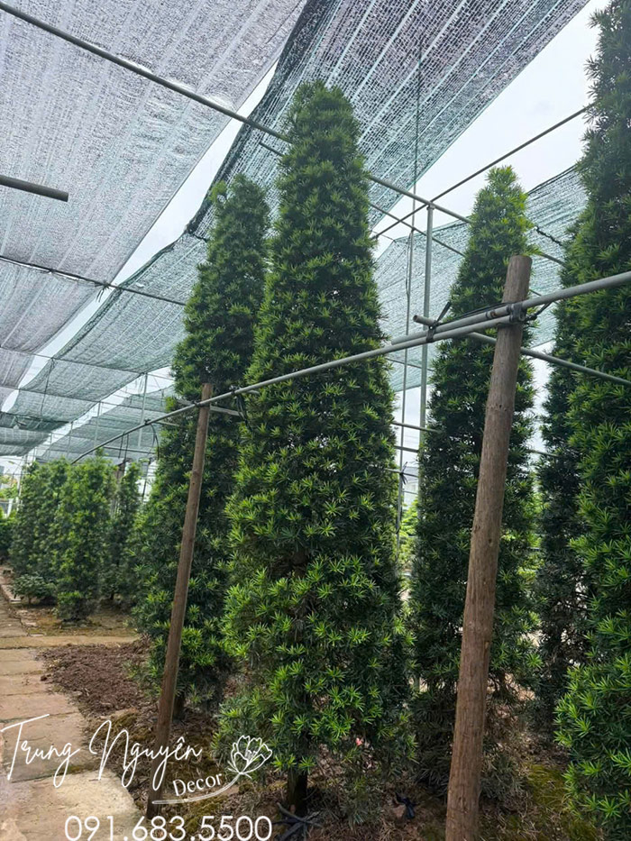Cây Tùng Kim Cương