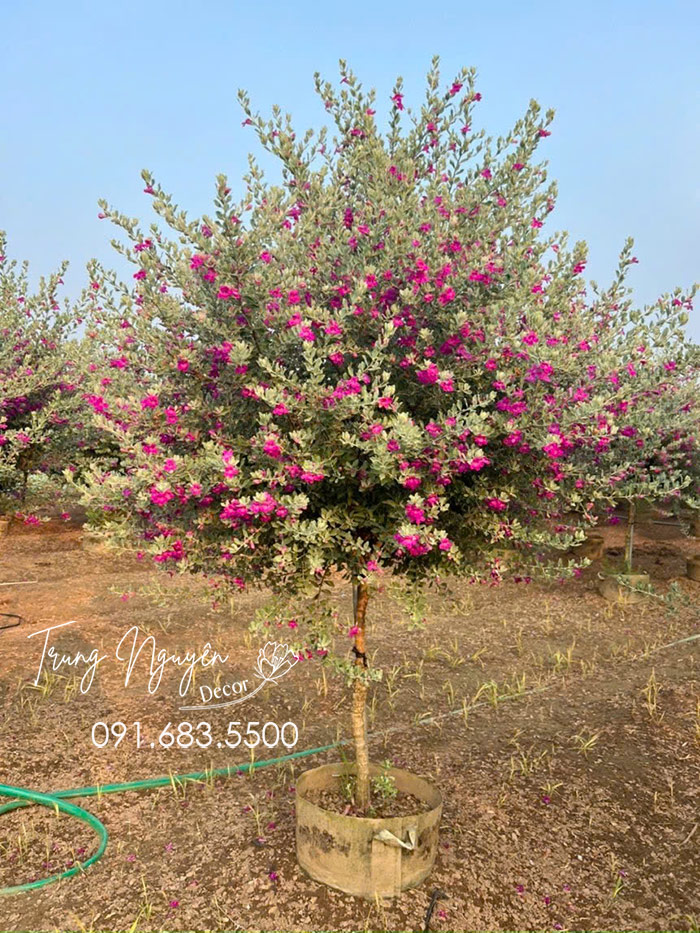 Cây Tuyết Sơn Phi Hồng