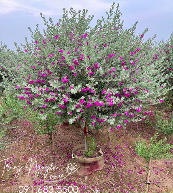 Cây Tuyết Sơn Phi Hồng