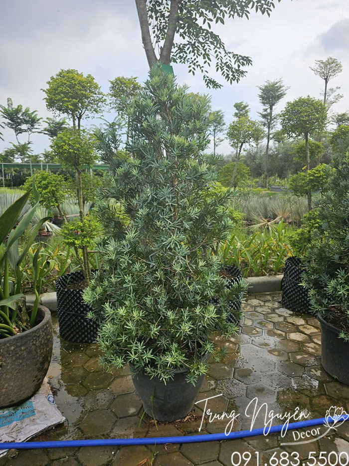 Cây Tùng Kim Cương