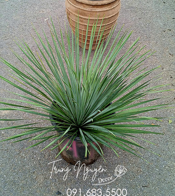 Cây Dứa Yucca