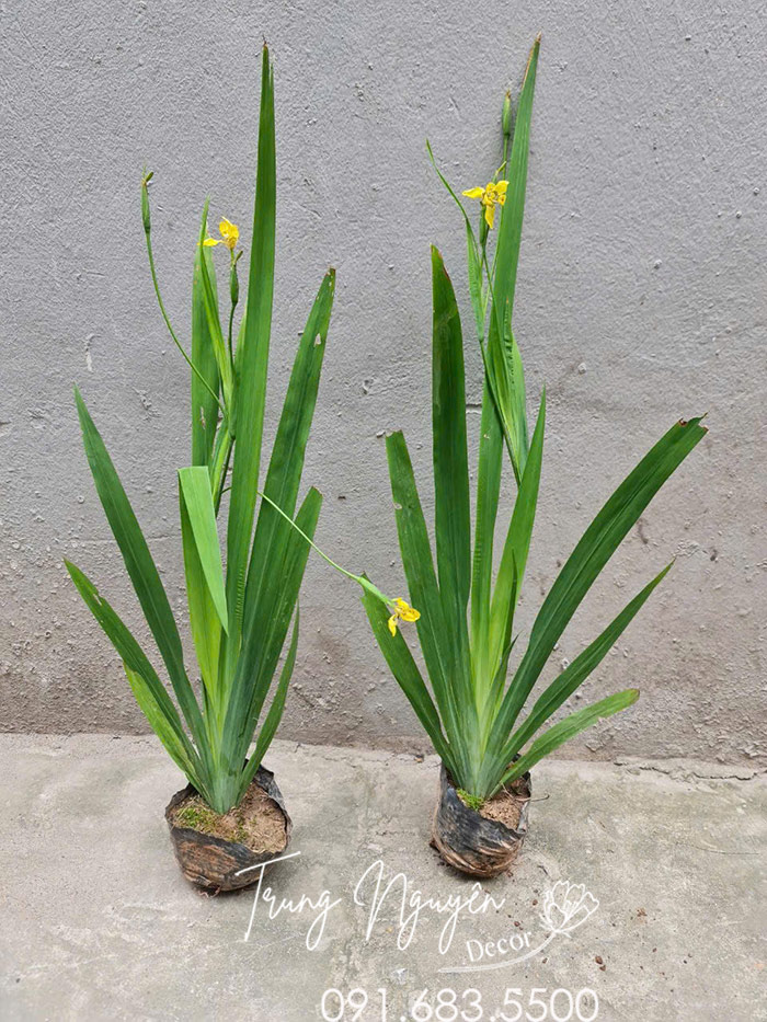 Cây Lan Rẻ Quạt