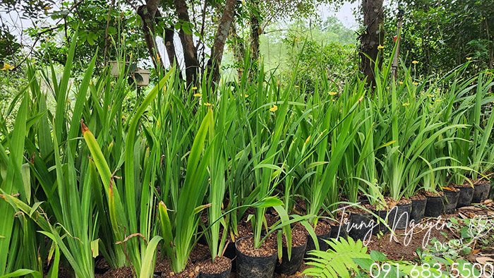 Cây Lan Rẻ Quạt