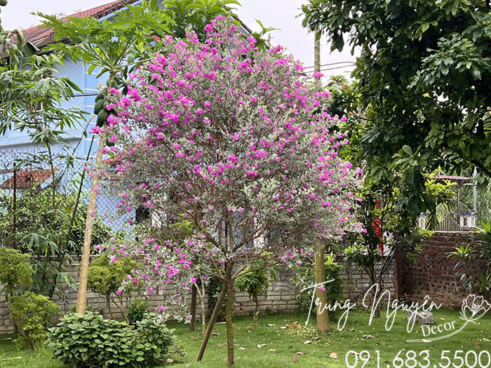 Cây Tuyết Sơn Phi Hồng