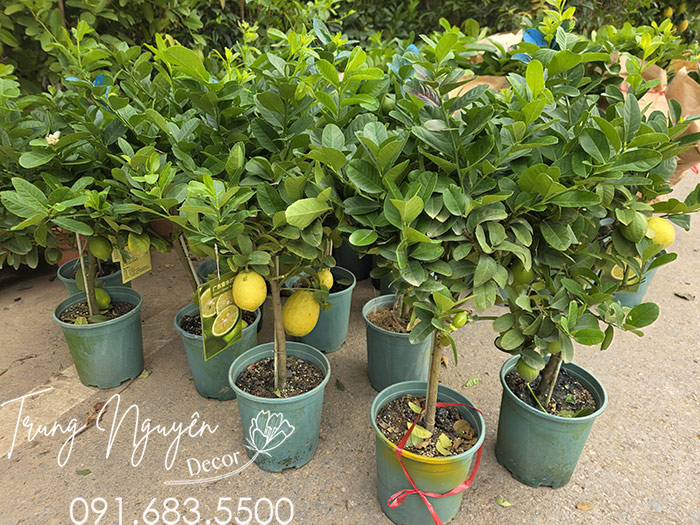 Cây Chanh Vàng Mini