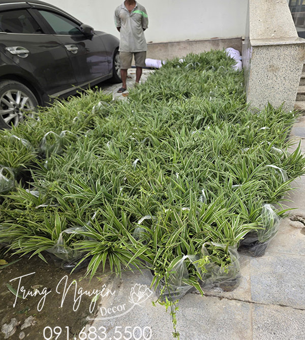 Cây Lan Bạch Chỉ - Dây Nhện