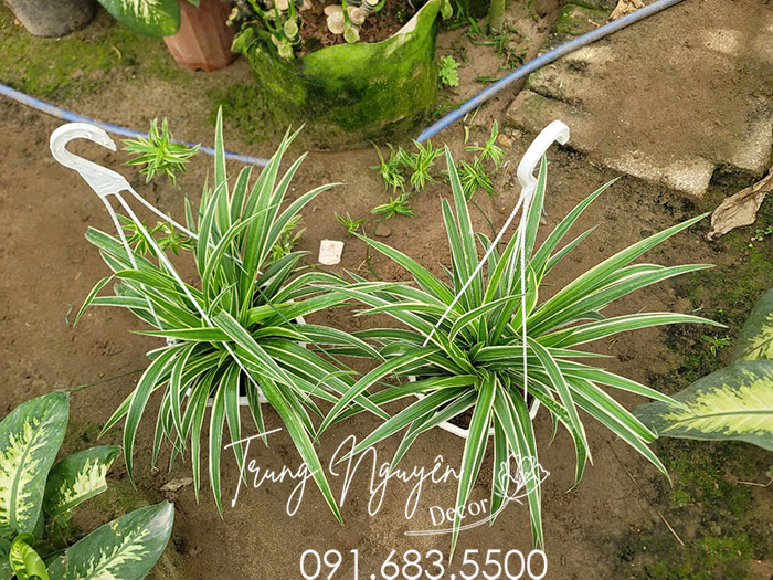 Cây Lan Bạch Chỉ - Dây Nhện