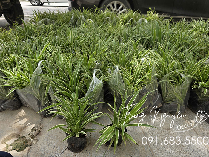 Cây Lan Bạch Chỉ - Dây Nhện