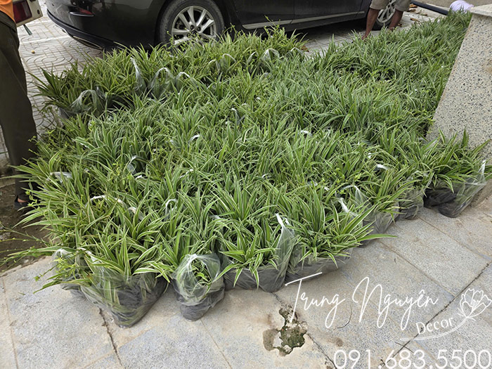 Cây Lan Bạch Chỉ - Dây Nhện