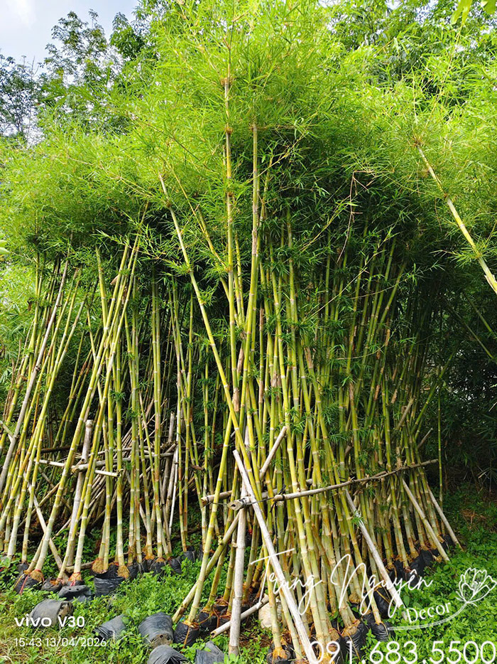 Cây Trẻ Tầm Vông