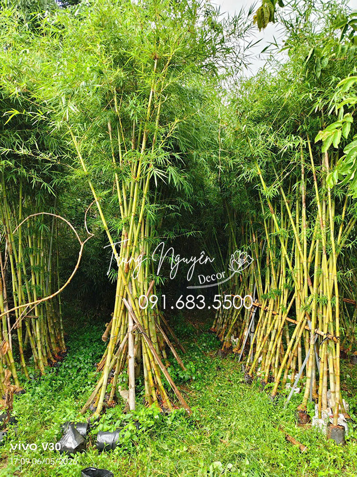Cây Trẻ Tầm Vông