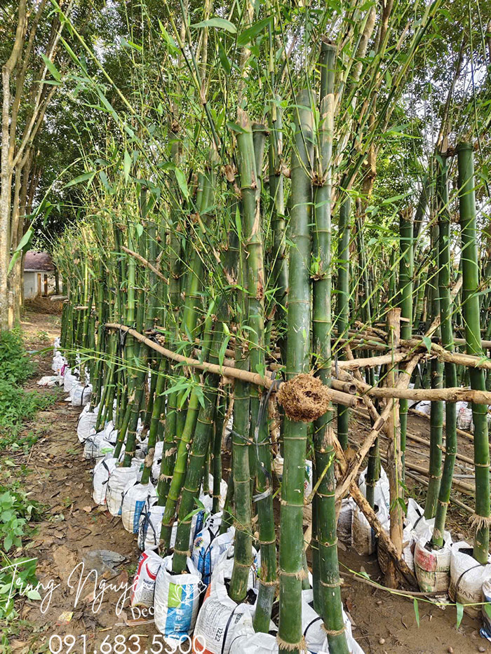 Cây Tre Xanh