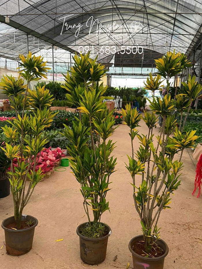 Cây Vàng Anh Bonsai Cao