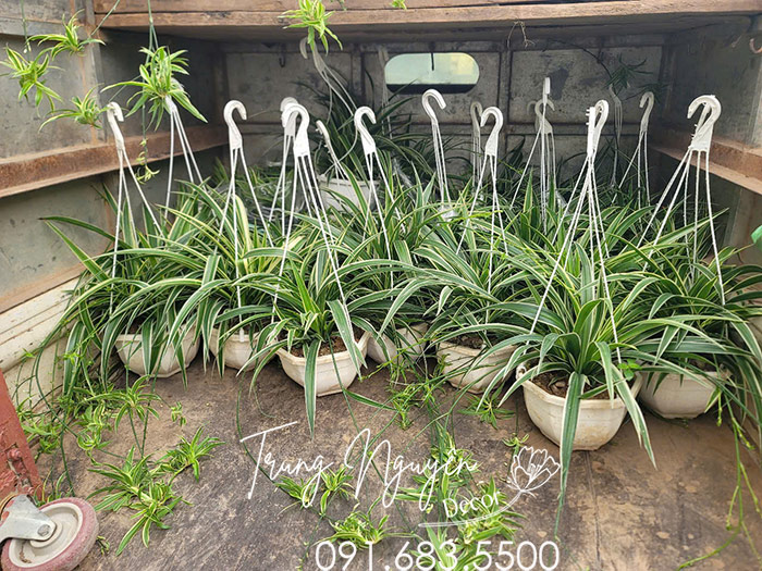 Cây Lan Bạch Chỉ - Dây Nhện