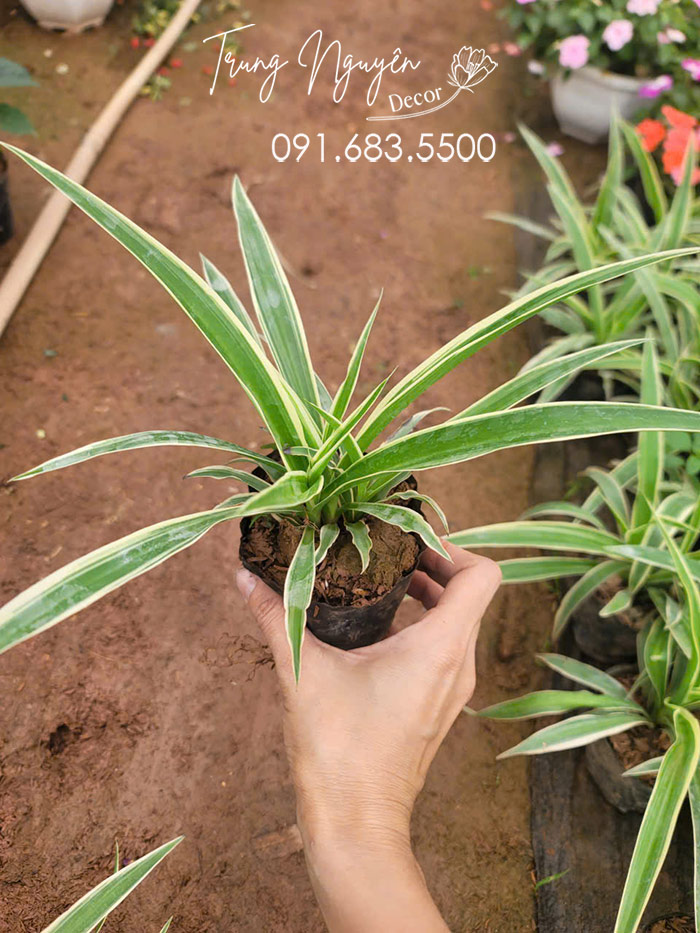 Cây Lan Bạch Chỉ - Dây Nhện