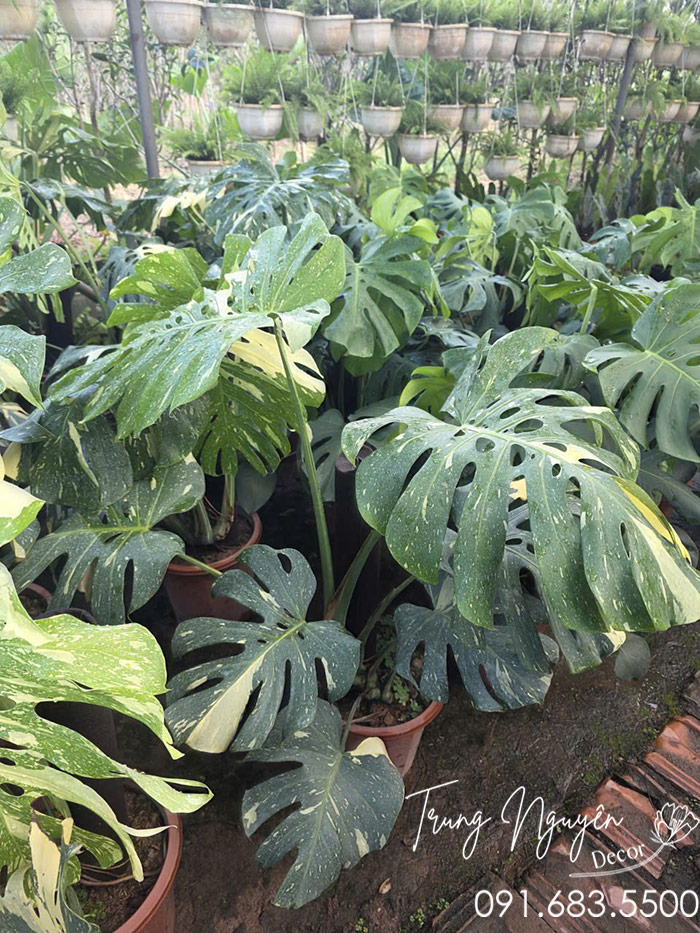 Cây Trầu Bà Montera Vân Lá Đốm