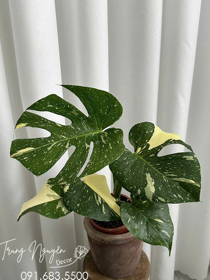 Cây Trầu Bà Montera Vân Lá Đốm